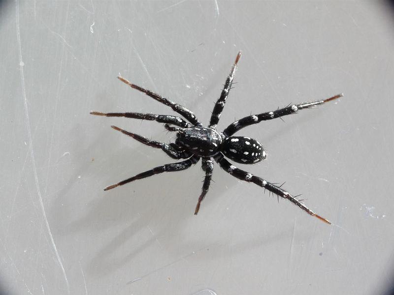 Supunna_albopunctum_D6782_Z_88_Brisbane_Australie.jpg