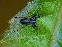 Battalus_spinipes_D6245_Z_88_Brisbane_Australie