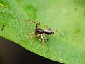 Battalus_spinipes_D6756_O_87_Brisbane_Australie