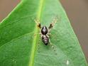 Battalus_spinipes_D6757_Z_84_Brisbane_Australie