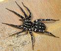 Supunna_albopunctum_D4000_Z_90_Sydney_Australie