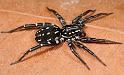 Supunna_albopunctum_D4001_Z_90_Sydney_Australie
