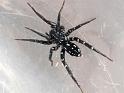 Supunna_albopunctum_D6780_Z_89_Brisbane_Australie