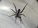 Supunna_albopunctum_D6781_Z_90_Brisbane_Australie