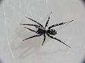 Supunna_albopunctum_D6782_Z_88_Brisbane_Australie