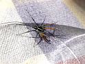 Supunna_picta_D6458_Z_85_Brisbane_Australie