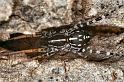 Supunna_picta_F0550_Z_83_Carnavon_Australie