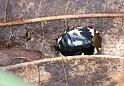 Tritomega_bicolor_D2857_Z_78_Badhoevedorp_Nederland