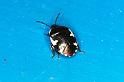 Tritomega_bicolor_F0986_O_80_Soube_Frankrijk