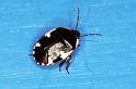 Tritomega_bicolor_F0987_Z_80_Soube_Frankrijk