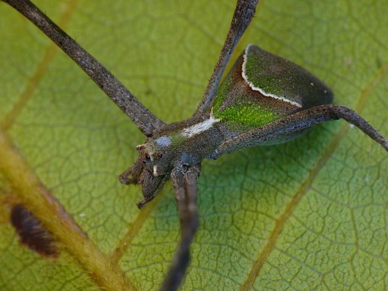 Avella_despiciens_D6502_Z_88_Brisbane_Australie.jpg