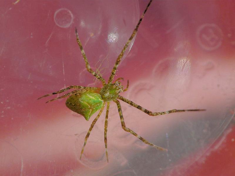 Avella_despiciens_D6804_O_89_Brisbane_Australie.jpg