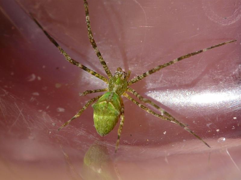 Avella_despiciens_D6805_Z_89_Brisbane_Australie.jpg
