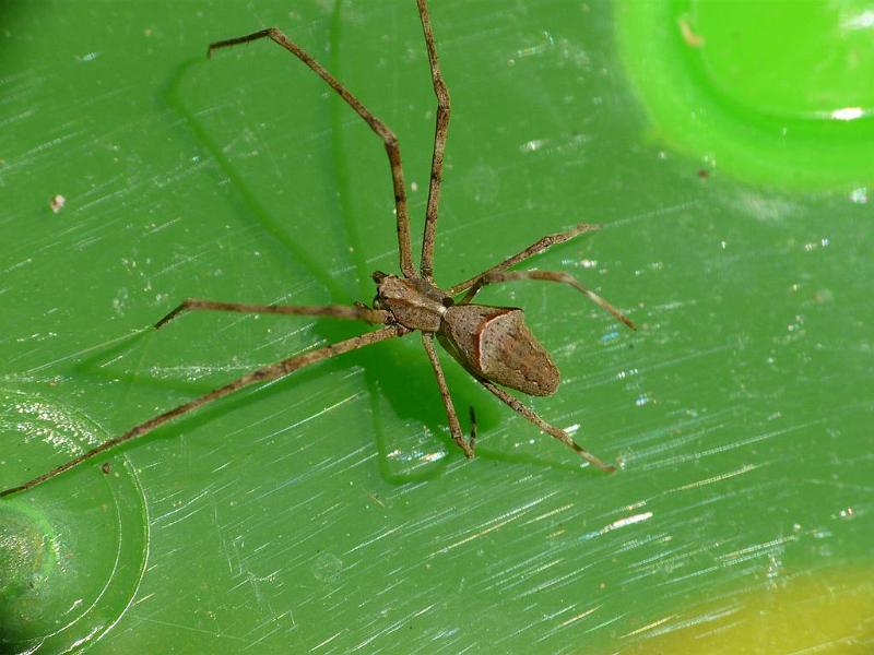 Avella_despiciens_D6815_Z_88_Brisbane_Australie.jpg