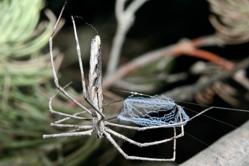Deinopsis_ZZ414_D5775_Z_88_Perth_Australie.jpg
