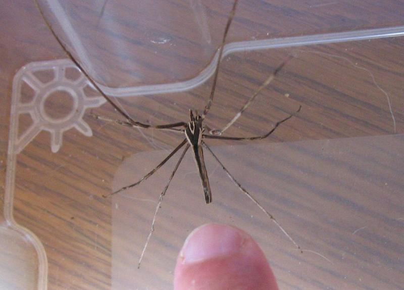 Deinopsis_subrufa_D3136_Z_85_Sydney_Australie.jpg