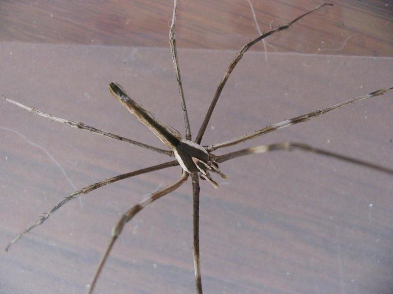 Deinopsis_subrufa_D3137_Z_88_Sydney_Australie.jpg