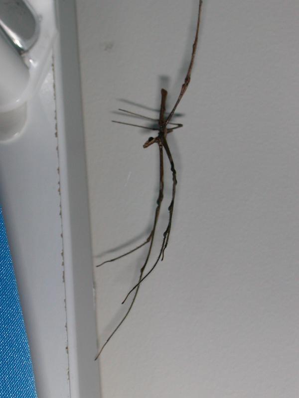 Deinopsis_subrufa_D3932_Z_76_Sydney_Australie.jpg