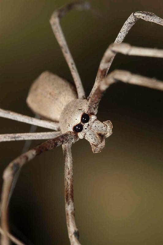 Deinopsis_subrufa_D3967_Z_88_Sydney_Australie.jpg