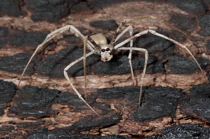 Deinopsis_subrufa_D3968_Z_89_Sydney_Australie.jpg
