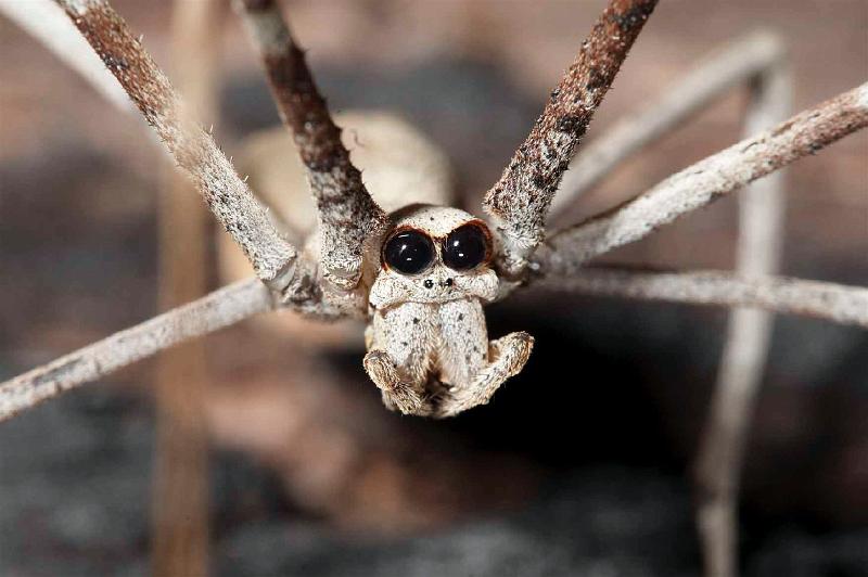 Deinopsis_subrufa_D3969_Z_89_Sydney_Australie.jpg