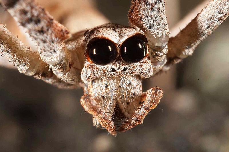 Deinopsis_subrufa_D3970_Z_89_Sydney_Australie.jpg