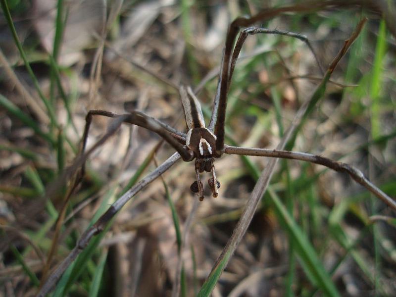 Deinopsis_subrufa_D6352_Z_90_Brisbane_Australie.jpg