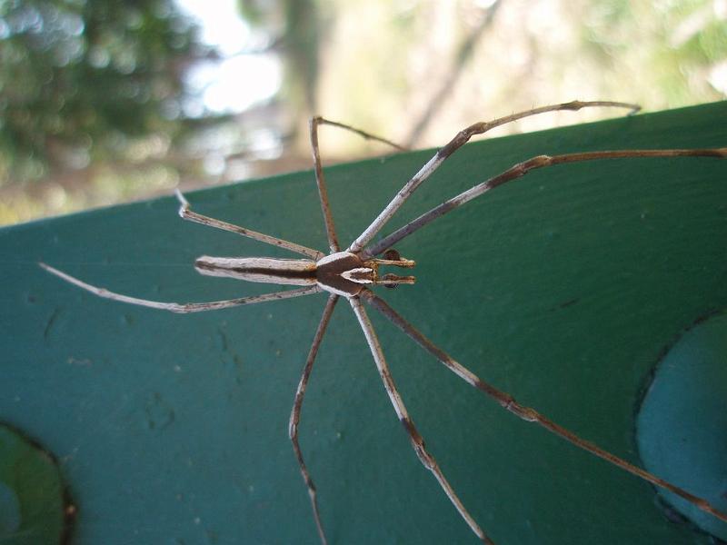 Deinopsis_subrufa_D6353_Z_88_Brisbane_Australie.jpg