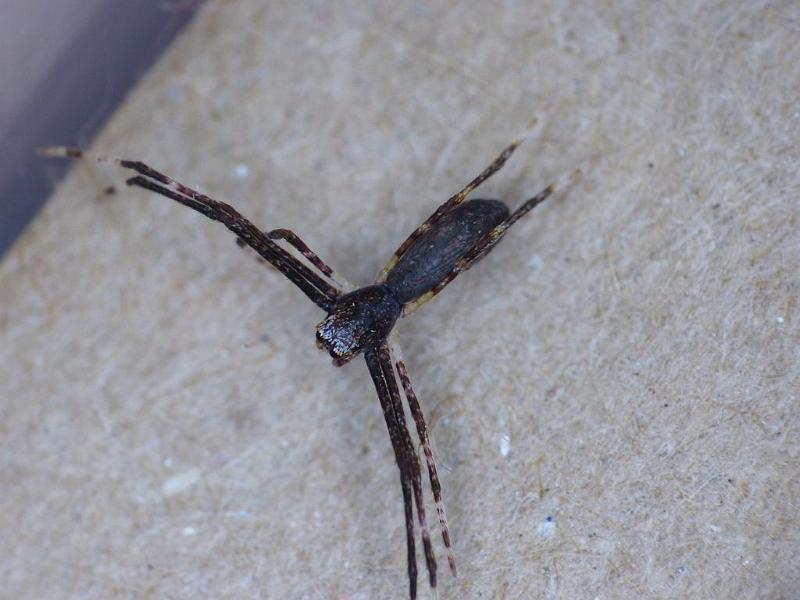 Deinopsis_subrufa_D6426_Z_88_Brisbane_Australie.jpg