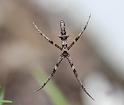 Avella_ZZ626_D8164_Z_89_Sydney_Australie