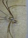 Avella_angulata_D6262_Z_89_Brisbane_Australie