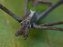 Avella_despiciens_D6501_Z_87_Brisbane_Australie