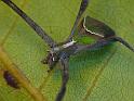 Avella_despiciens_D6502_Z_88_Brisbane_Australie