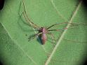 Avella_despiciens_D6760_Z_87_Brisbane_Australie