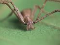 Avella_despiciens_D6761_Z_88_Brisbane_Australie