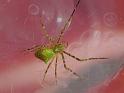 Avella_despiciens_D6804_O_89_Brisbane_Australie