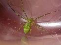 Avella_despiciens_D6805_Z_89_Brisbane_Australie