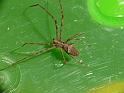 Avella_despiciens_D6815_Z_88_Brisbane_Australie