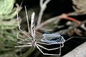 Deinopsis_ZZ414_D5775_Z_88_Perth_Australie