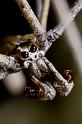 Deinopsis_ZZ414_D5776_Z_88_Perth_Australie