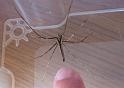 Deinopsis_subrufa_D3136_Z_85_Sydney_Australie
