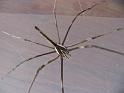 Deinopsis_subrufa_D3137_Z_88_Sydney_Australie