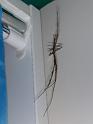Deinopsis_subrufa_D3931_Z_76_Sydney_Australie