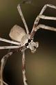 Deinopsis_subrufa_D3967_Z_88_Sydney_Australie