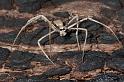Deinopsis_subrufa_D3968_Z_89_Sydney_Australie