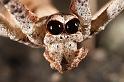 Deinopsis_subrufa_D3970_Z_89_Sydney_Australie
