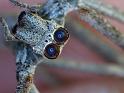 Deinopsis_subrufa_D6217_Z_90_Brisbane_Australie