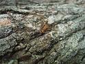 Deinopsis_subrufa_D6258_Z_88_Brisbane_Australie