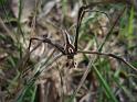 Deinopsis_subrufa_D6352_Z_90_Brisbane_Australie