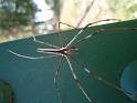 Deinopsis_subrufa_D6353_Z_88_Brisbane_Australie